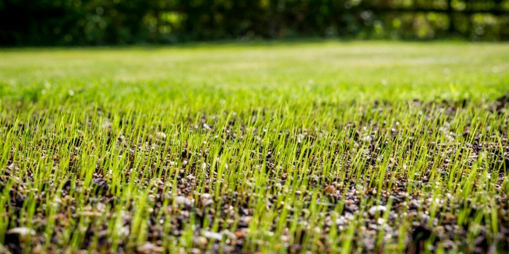 Hoe Lang Duurt Het Om Graszaad Te Ontkiemen Kweek Uw Tuin Below Zero