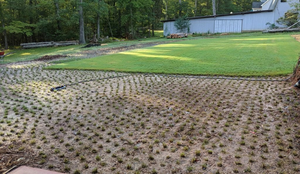 how long does it take for zoysia plugs to fill in