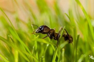 how to get rid of ants in your grass