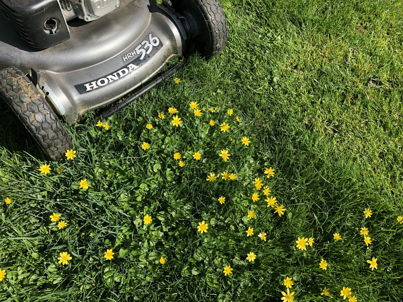 should you bag grass clippings