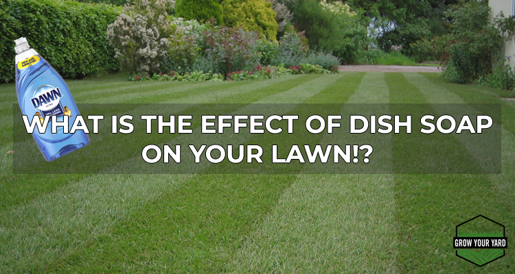 what is the effect of dish soap on your lawn