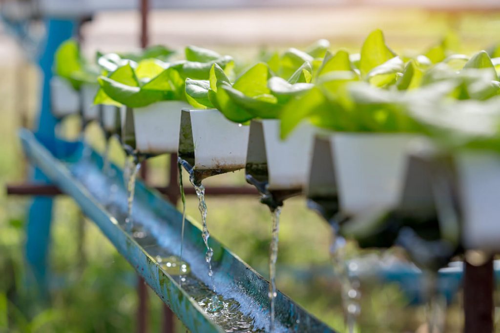 can you use tap water for hydroponics
