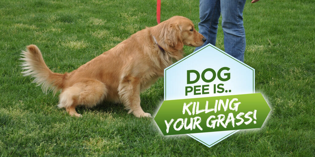 Why Does Dog Pee Kill Grass? [Our Fixes!] Grow Your Yard