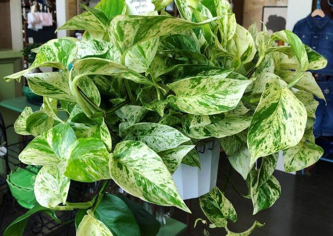 full pothos