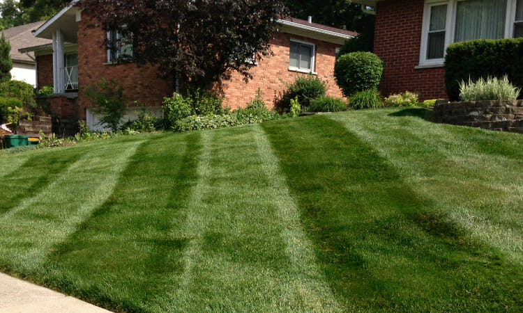 how fast does kentucky bluegrass spread