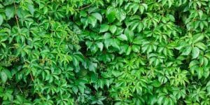 creeper invasive quinquefolia parthenocissus