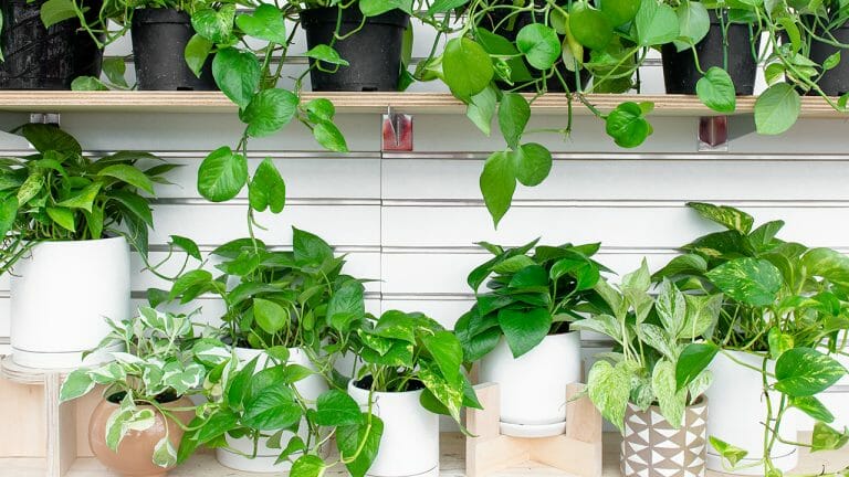 how to make pothos fuller