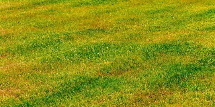 how to tell if your lawn needs lime