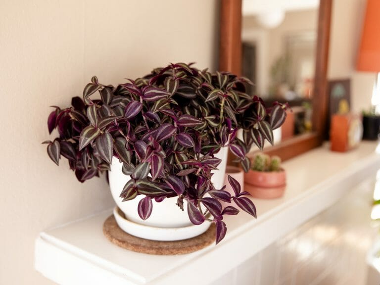 is wandering jew poisonous to cats