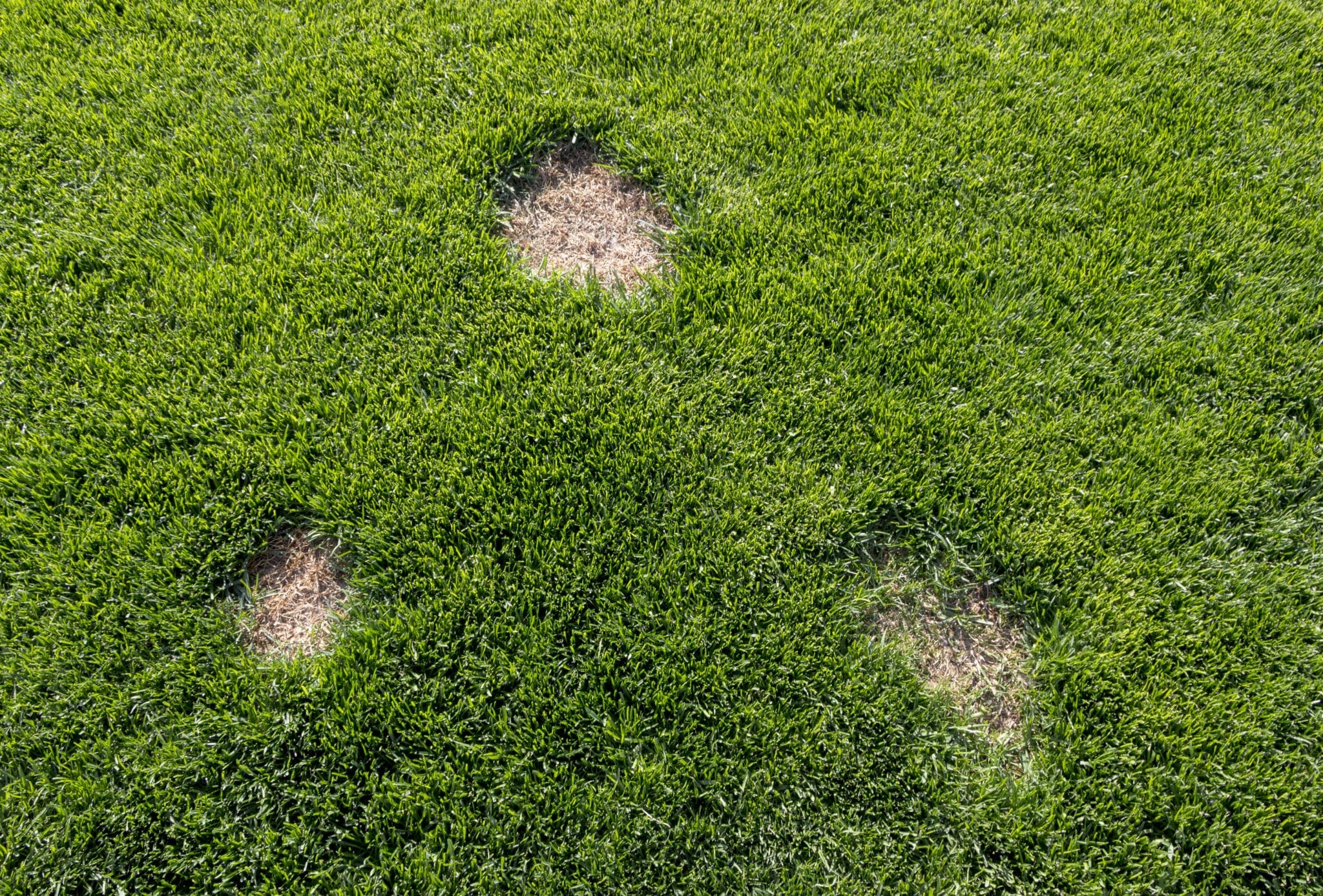 will baking soda neutralize dog urine on grass