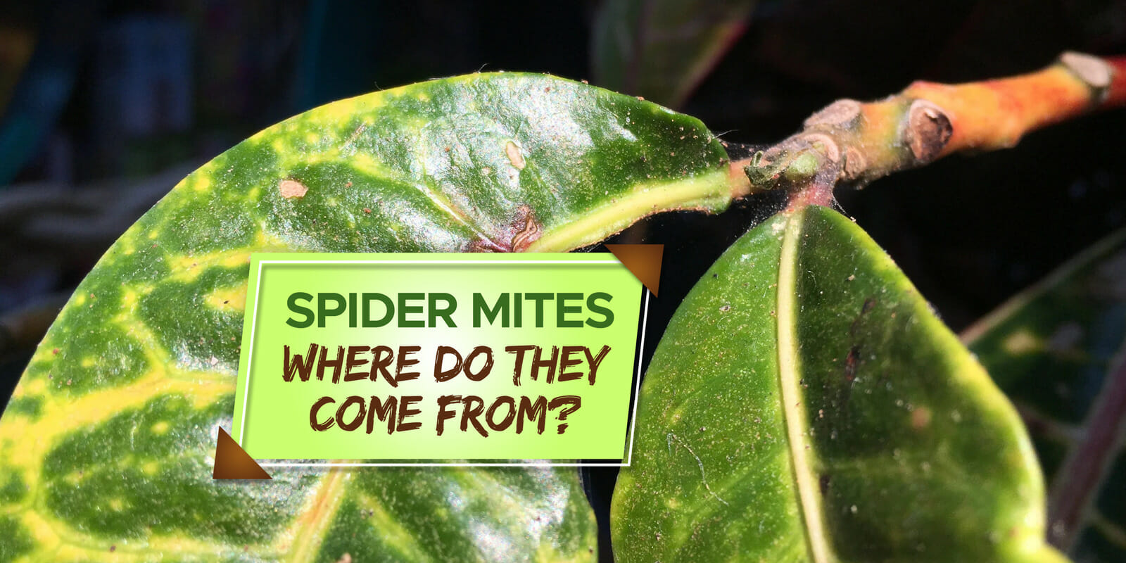 where do spider mites come from