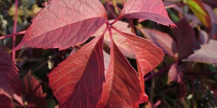 what does virginia creeper look like