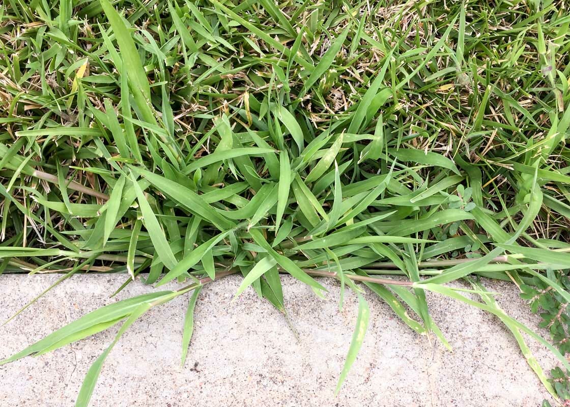 when should you apply crabgrass preventer