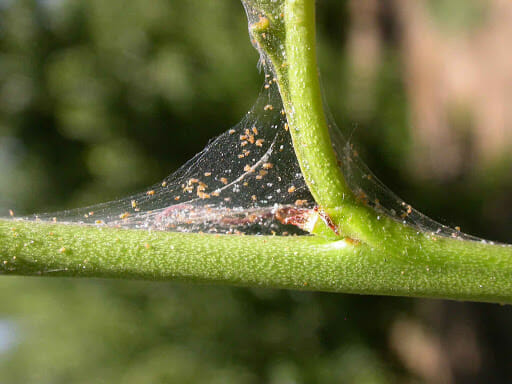 where do spider mites come from