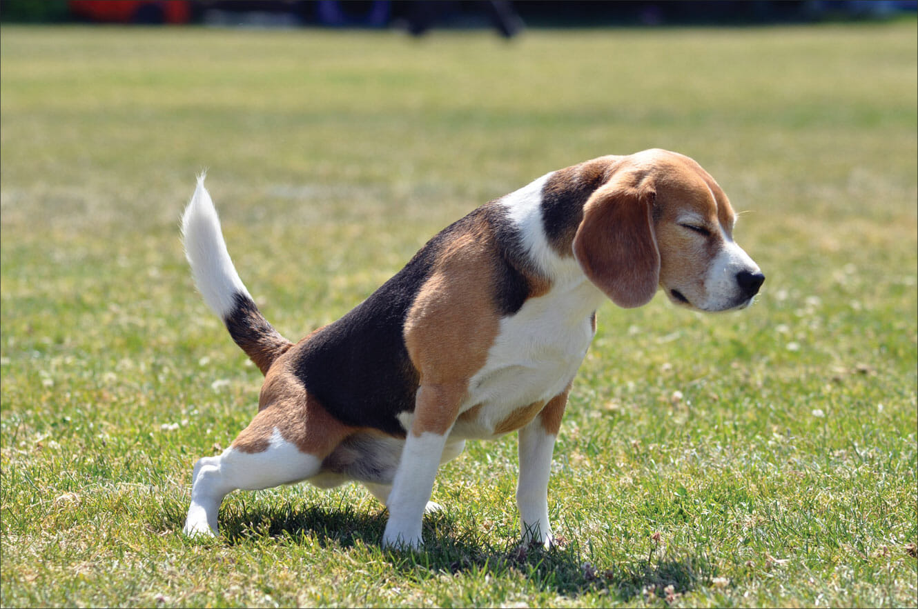 why does female dog pee kill grass