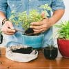 are coffee grounds good for house plants