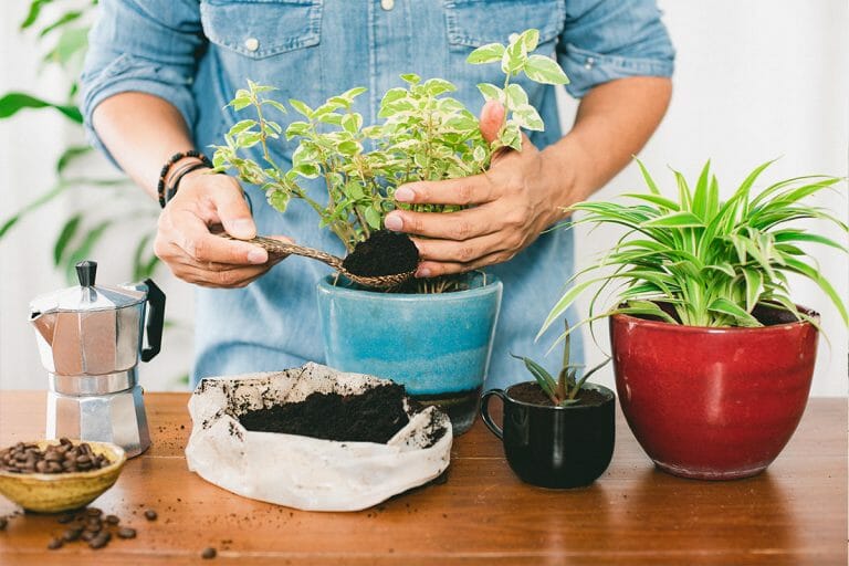 are coffee grounds good for house plants