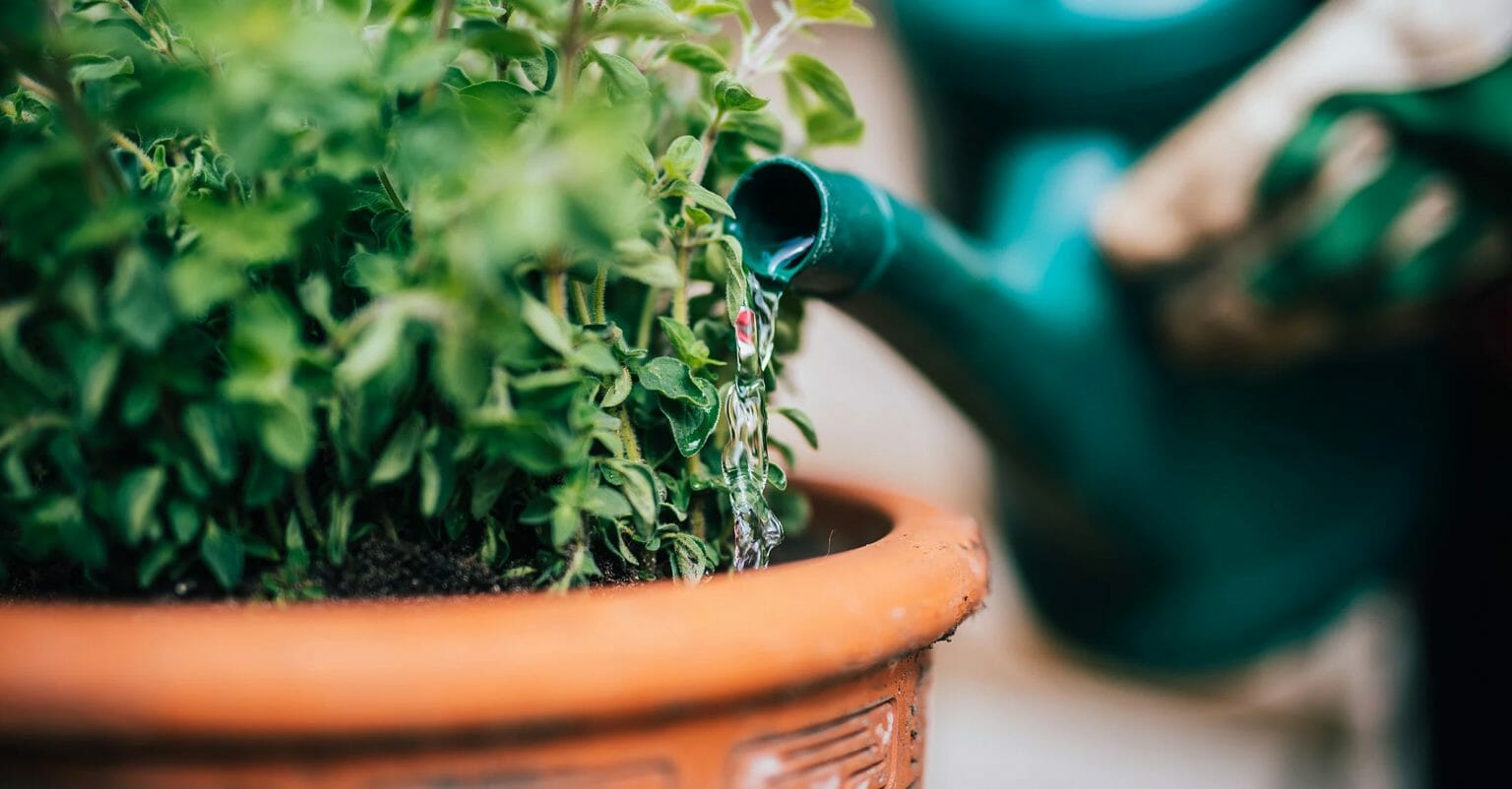 How Long Does It Take for a Plant to Recover From