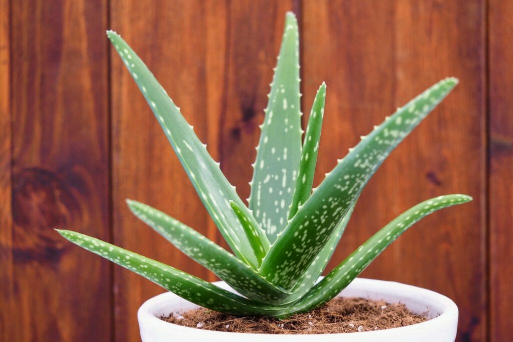 how long does it take for aloe vera to grow