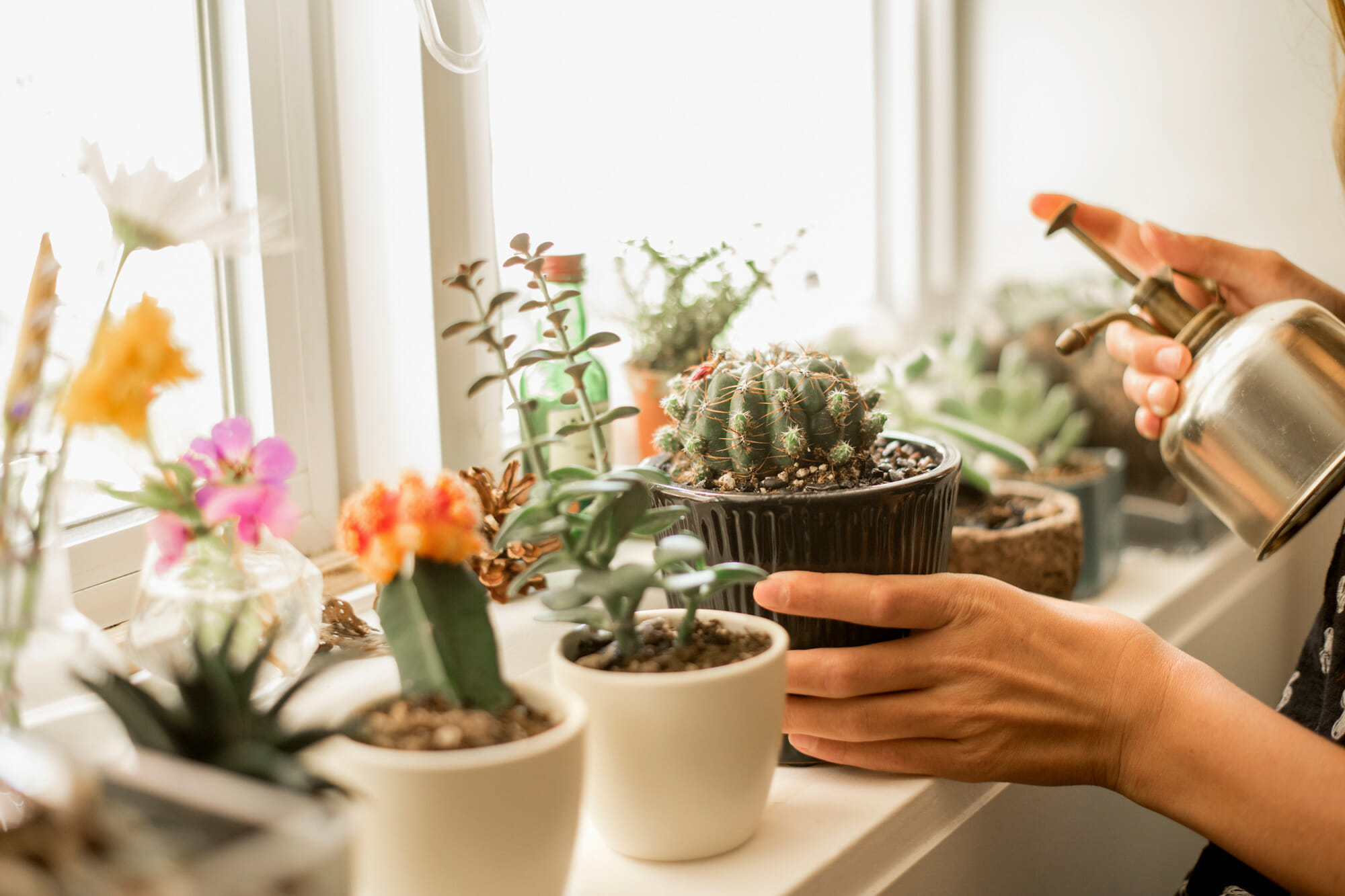 how much light do succulents need