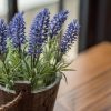 can you grow lavender indoors