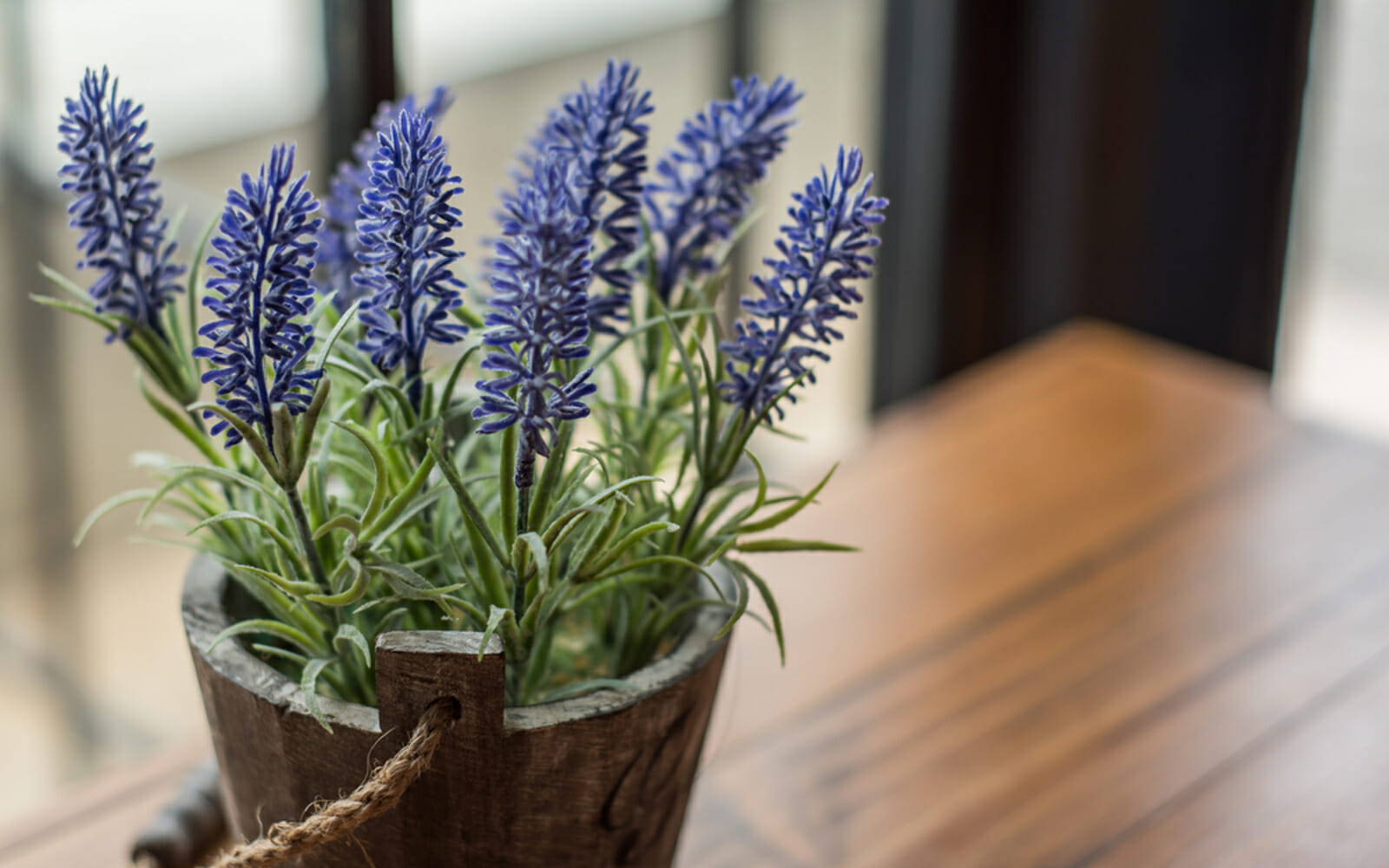 Can You Grow Lavender Indoors? Yes! Of Course You Can!