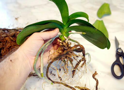 do you cut off dead orchid stems