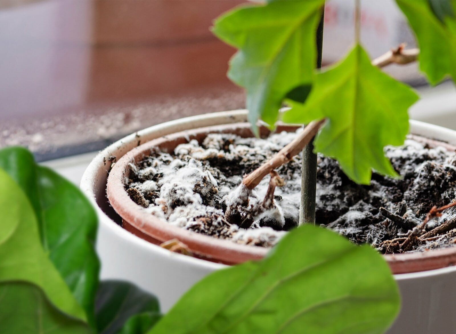 how to get rid of mold on top of plant soil