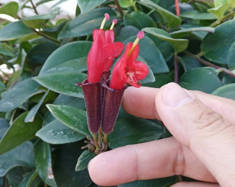 how to take care of a lipstick plant