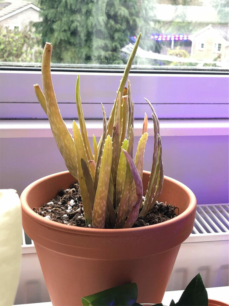 Why Is My Aloe Plant Turning Brown? [5 FIXES!] Grow Your Yard