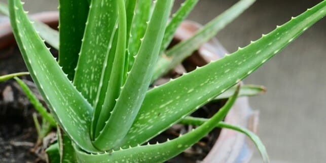 How To Identify Medicinal Aloe Vera Plant Grow Your Yard