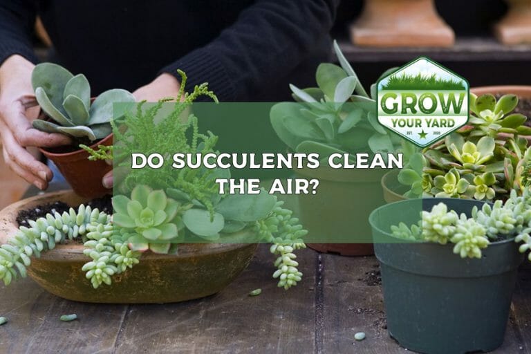 do succulents clean the air