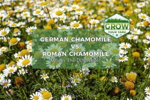 German Chamomile vs Roman Chamomile: What’s the Difference? - Grow Your ...