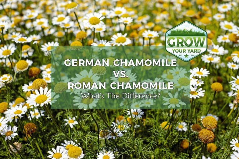 german chamomile vs roman chamomile