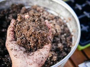 How Much Perlite Should You Add to Potting Soil? - Grow Your Yard