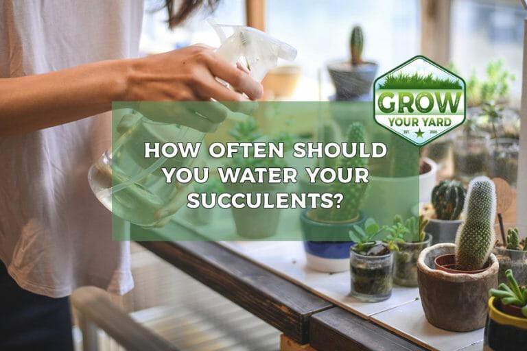 how often do you water succulents