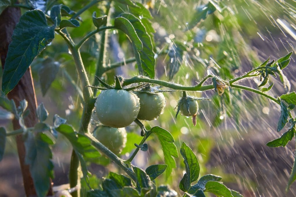 how often should you water tomatoes