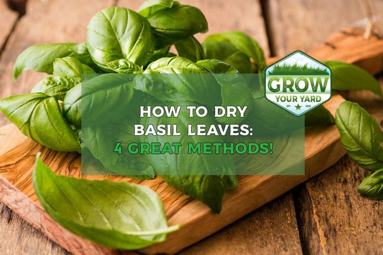 how to dry basil leaves