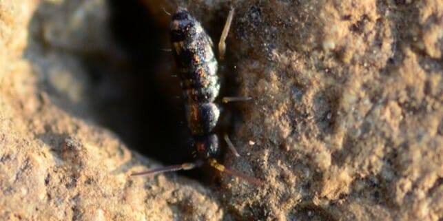 how to get rid of springtails in your soil