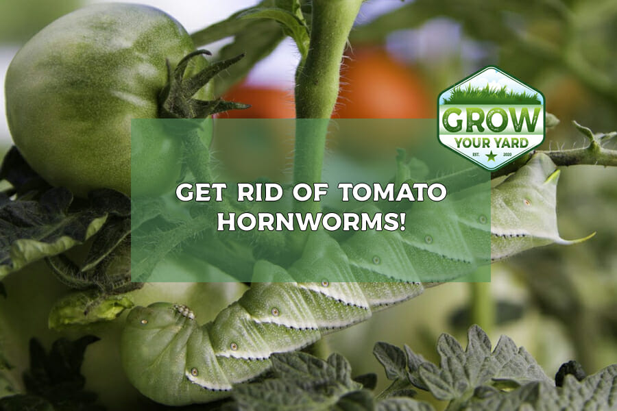 how to get rid of tomato hornworms