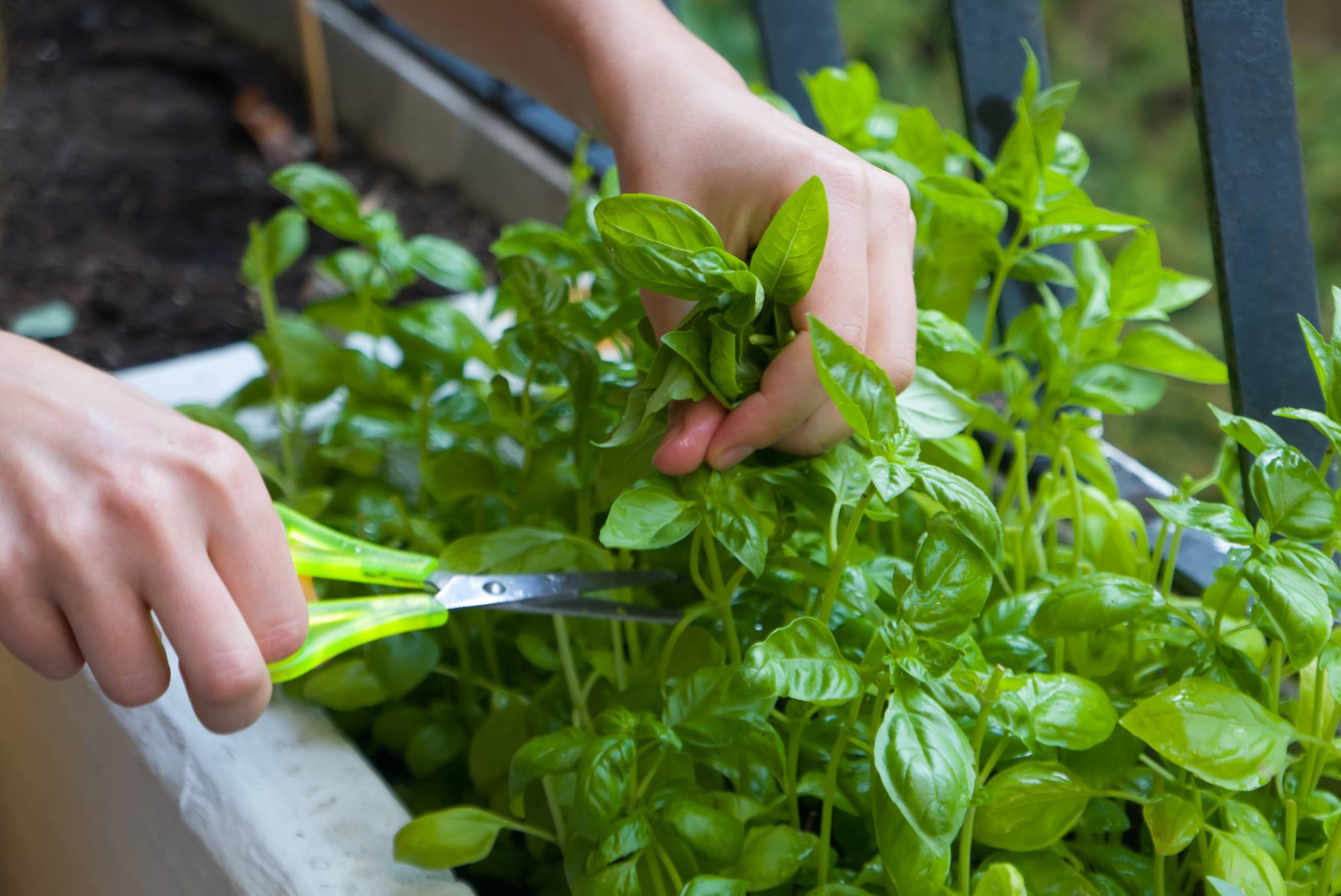 How To Grow Basil Indoors Tips For Cuttings Seeds Grow Your Yard   How To Grow Basil Indoors 