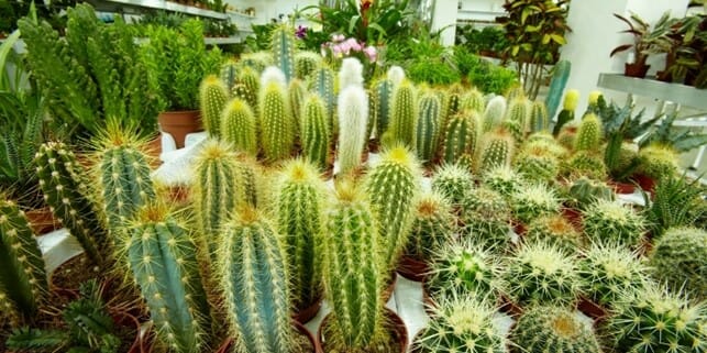 how to grow cactus from seed