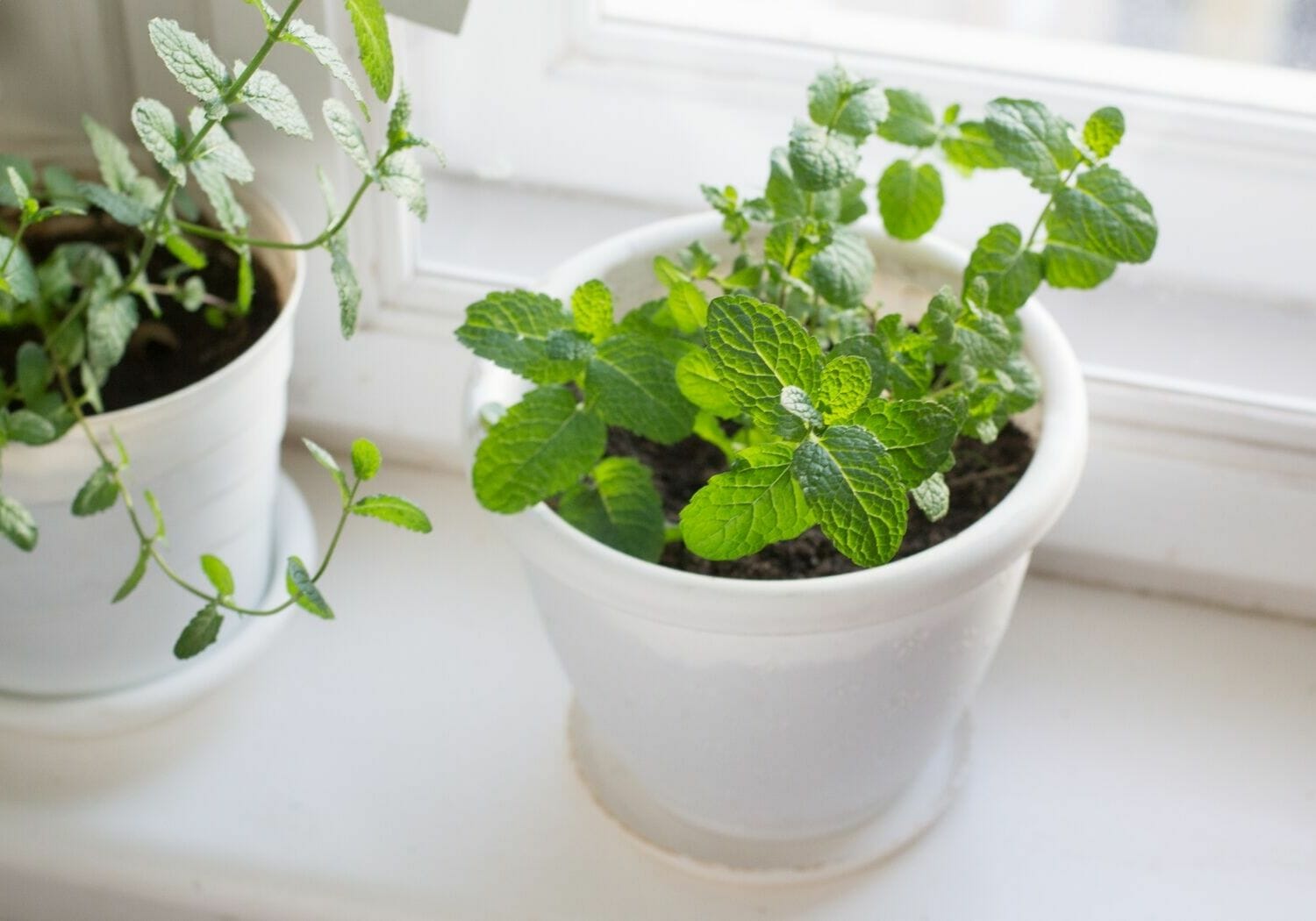 how to grow mint indoors