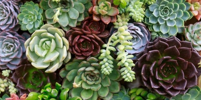 how to grow succulents from seeds