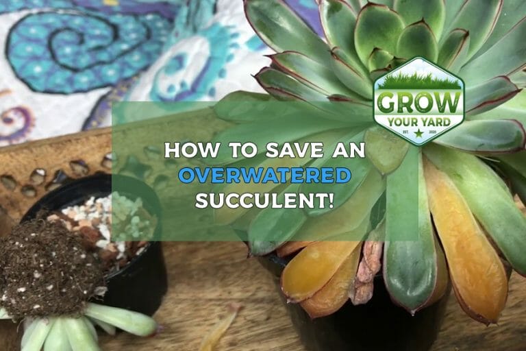 how to save an overwatered succulent