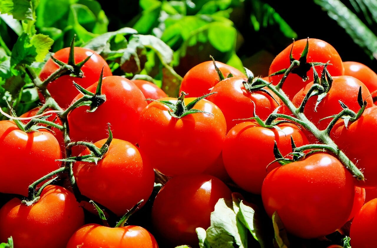 how to use epsom salt on tomatoes