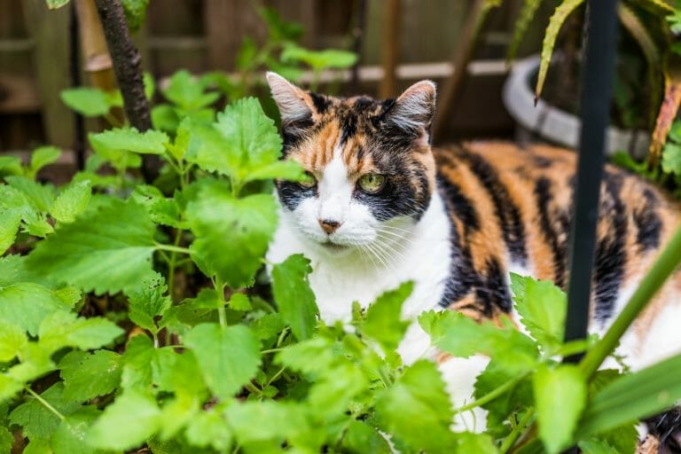 is peppermint plant safe for cats