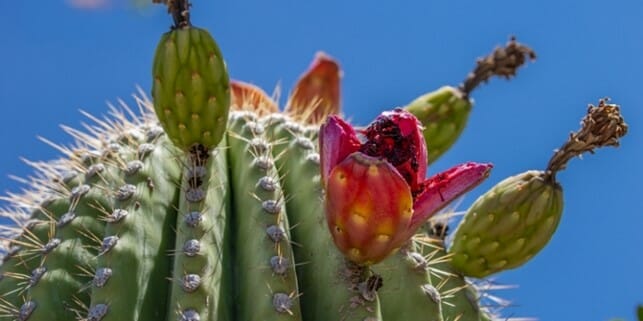 Can You Eat Cactus? [Discover Which Cacti Are Edible!] - Grow Your Yard