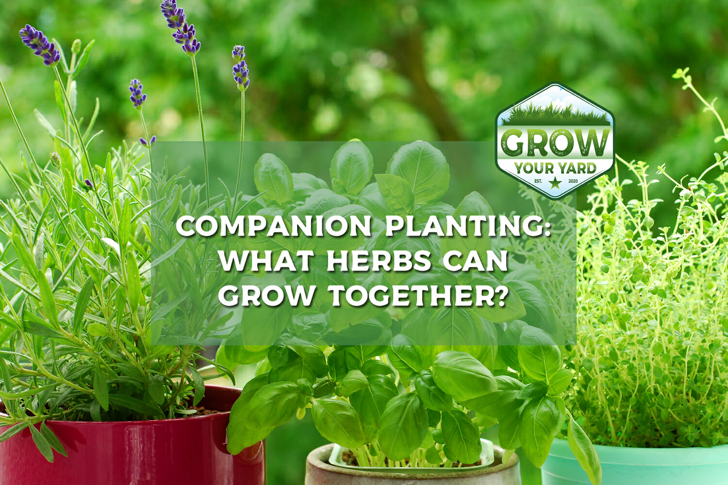 what-herbs-can-be-planted-together-learn-about-companion-planting