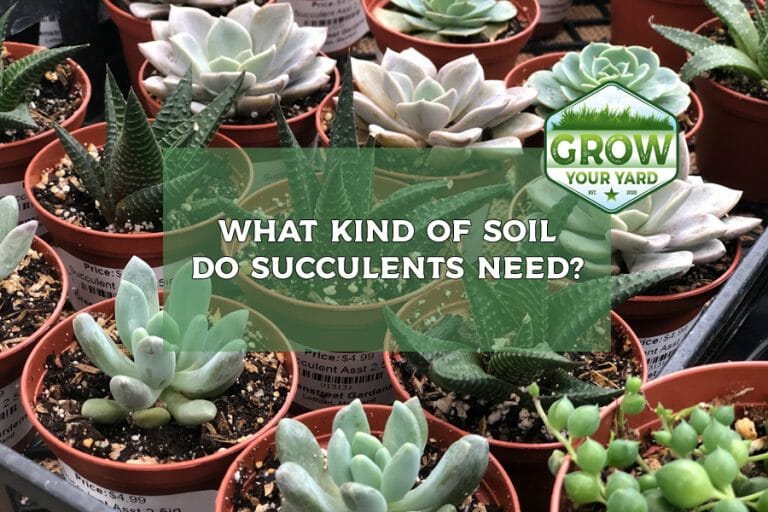 what kind of soil do succulents need